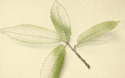 Biocastanea 2010