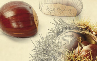 Variedad Parede o Pared