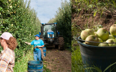 Finaliza la recogida de Manzana Reineta 2013