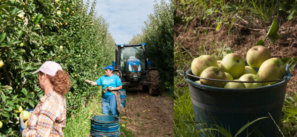 Finaliza la recogida de Manzana Reineta 2013