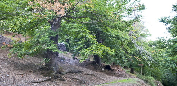 El origen de la castaña en El Bierzo
