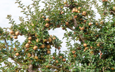 La recolección de la Manzana Reineta