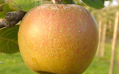Variedades de manzana reineta
