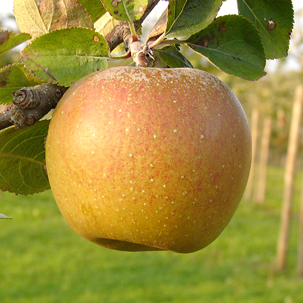 Variedades de manzana reineta