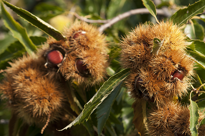 ¿Por qué es importante la poda en los árboles frutales?