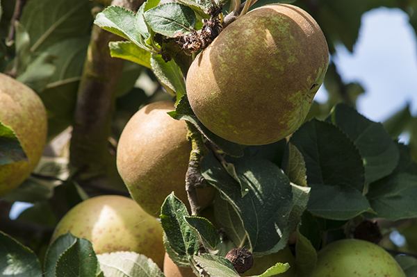 El crecimiento de las manzanas