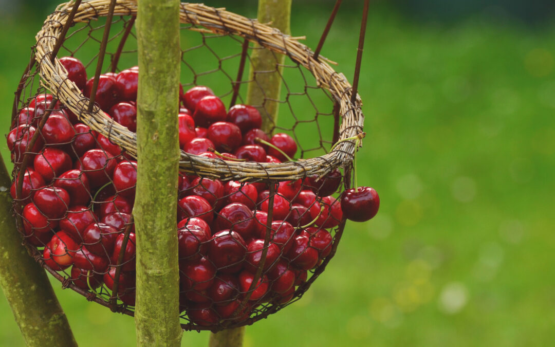 Beneficios de las cerezas