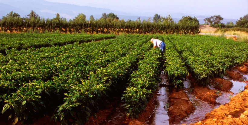 Guía de Campo