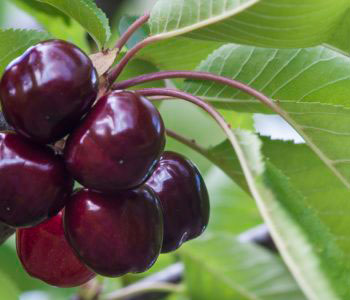 Cereza del Bierzo. Variedad temprana