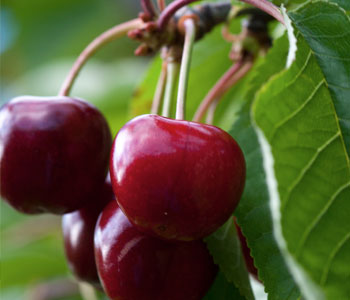 Cereza del Bierzo. Variedad temprana