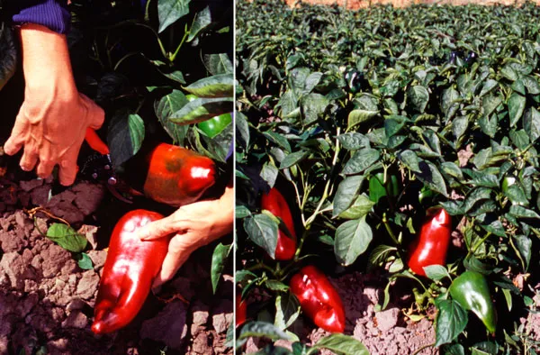 Recolección Pimiento Asado del Bierzo