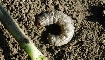 Gusanos grises. Plaga del Pimientos Asado del Bierzo.