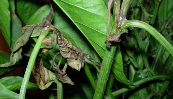 Enfermedades pimientos del Bierzo