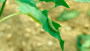 Orugas. Plaga del Pimientos Asado del Bierzo.