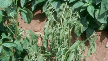 Enfermedades pimientos del Bierzo